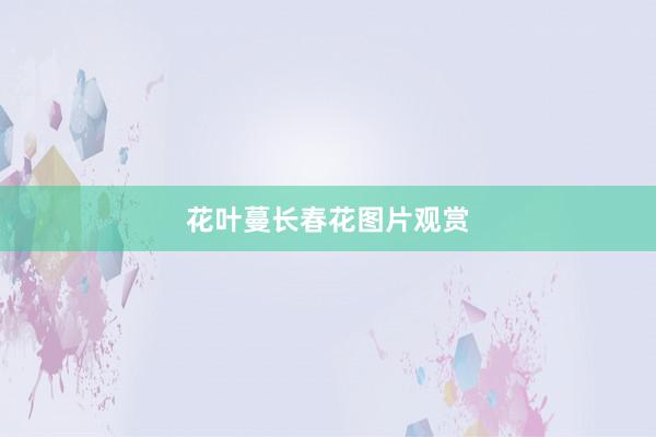 花叶蔓长春花图片观赏